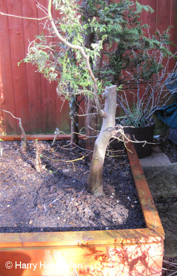 hornbeam bonsai